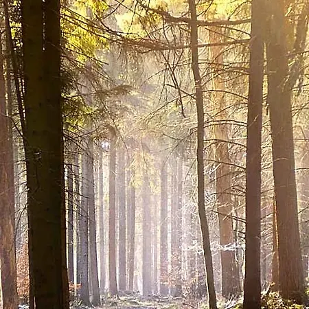 Auf Halbinsel Scheid In Direkter Ufernaehe Waldeck (Hessen)